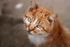 portrait of a cute red cat with green eyes