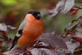 bullfinch on the burgundy leaves of the tree