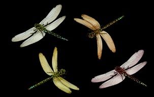 four dragonflies of different colors