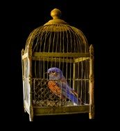 Cage Gold Bird