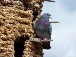 cute lovely Dove