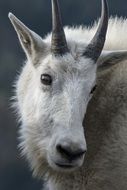 Mountain Goat, face close up