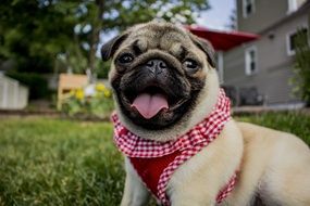 puppy in a suit on green grass