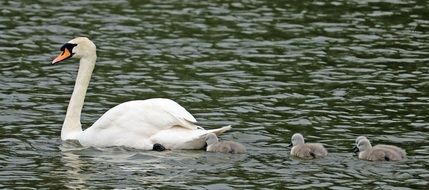 white Swan and Chicks