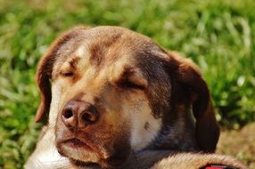 dog resting on the green grass in the sun