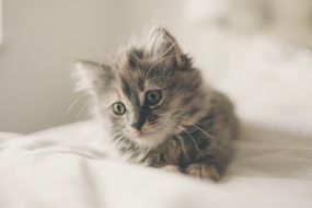 cute small fluffy kitten