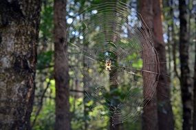 cobweb on a tree in the forest