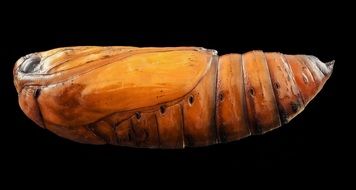 black cutworm pupa