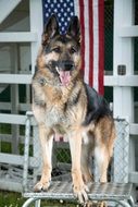 German shepherd on a background of the American flag