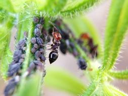 ant larvae in nature