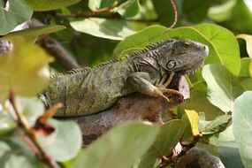 large lizard is lying on a branch