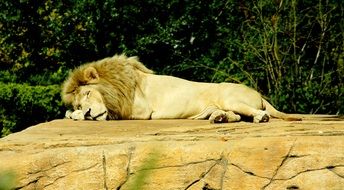 lion is sleeping on a big stone