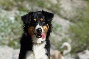 dog with tongue sticking out
