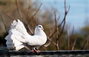 Dove White Bird