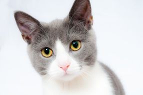 white gray domestic cat