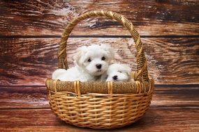 two white fluffy puppies in a basket