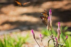 monarch butterflies collect nectar on pink flowers