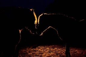 romantic couple of horses in the dark