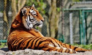 graceful tiger in the zoo
