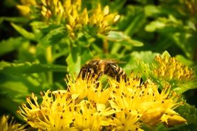 bee on the yellow summer flower