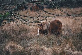 Pony Grazing in the tall grass