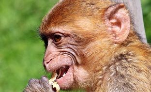 portrait of an eating barbary ape