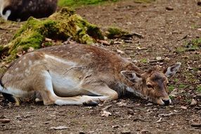 roe deer resting in the wildpark poing