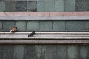 pigeons on the eaves of the building