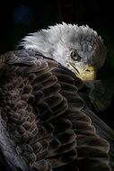 beautiful Wild Bird