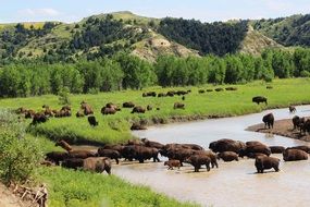 Bisons at the watering hole near the mountains