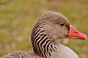 goose with beautiful plumage in a meadow