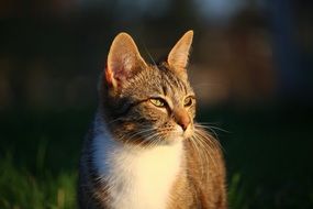 graceful domestic tom cat