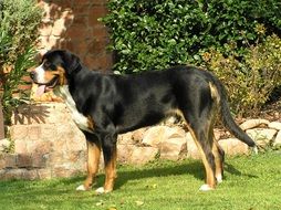 perfect beautiful Mountain Dog
