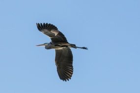 Heron in the flight