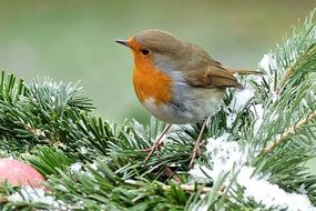 robin on the pine tree in winter