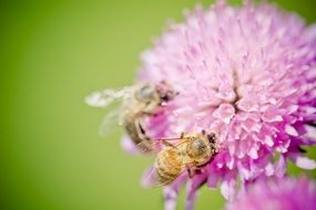 bees on the purple flower