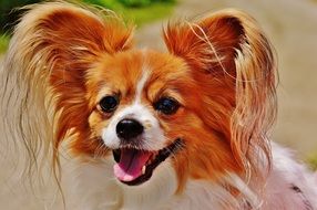 small dog breed Chihuahua applies to pets