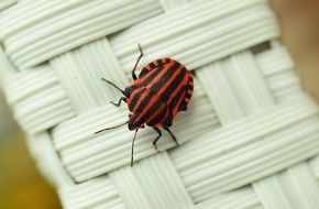 black and red striped beetle on a wicker basket