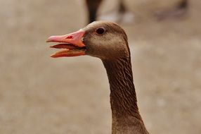 goose with opened beak