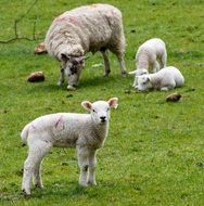 sheep with lambs in a green meadow