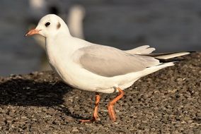 Seagull Lake Constance Romanshorn