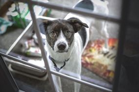 beautiful charming Dog