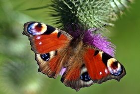 Peacock Butterfly on thistle flower