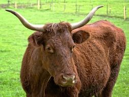 farm livestock with long horns
