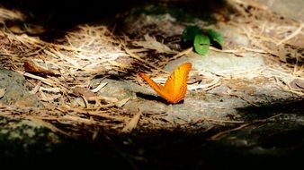 red butterfly on the ground