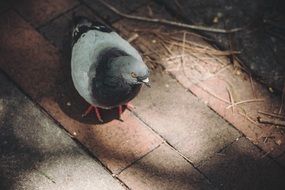 gray dove in light and shadow