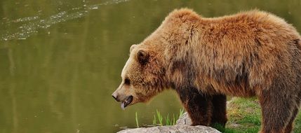 dangerous brown bear in the wildpark poing