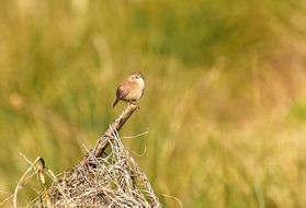 foraging small bird in spring