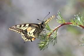 butterfly on a branch close-up on blurred background