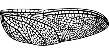 Dragonfly's wing